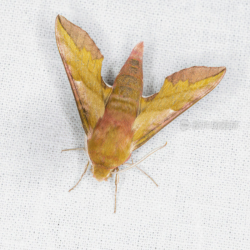 小象鹰蛾(Deilephila porcellus)